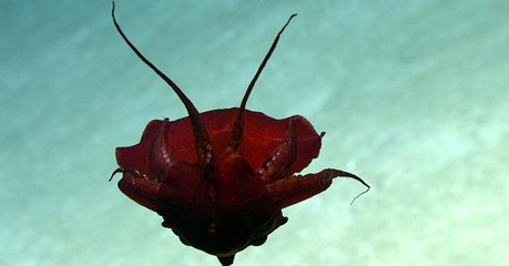 Une étrange créature observée dans les profondeurs de l'Atlantique surprend les scientifiques