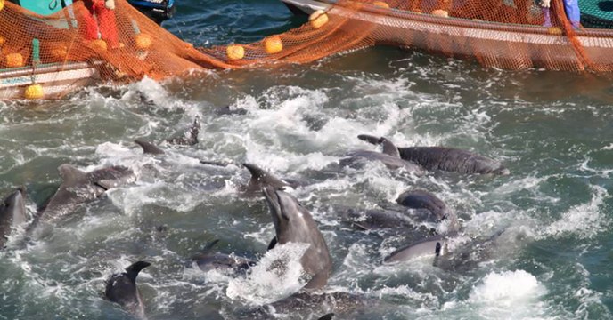 Taiji : la chasse aux dauphins reprend dans la baie de la honte au Japon