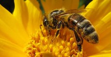Pesticides : l'Europe décide d'interdire trois néonicotinoïdes dangereux pour les abeilles