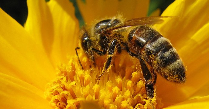 Pesticides : l'Europe décide d'interdire trois néonicotinoïdes dangereux pour les abeilles
