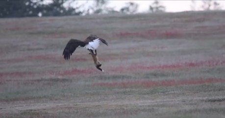 Un aigle s'empare d'un renard et d'un lapin et s'envole à six mètres de haut