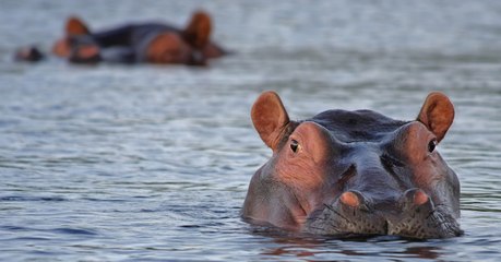 Tanzanie : les excréments d'hippopotames font suffoquer les poissons de la rivière Mara
