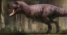Tyrannosaurus rex : la plus fidèle reconstruction du dinosaure jamais réalisée