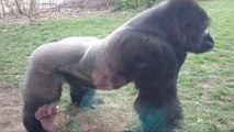 Une petite fille tape sur sa poitrine devant l'enclos d'un gorille