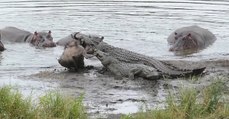 Quand des hippopotames 