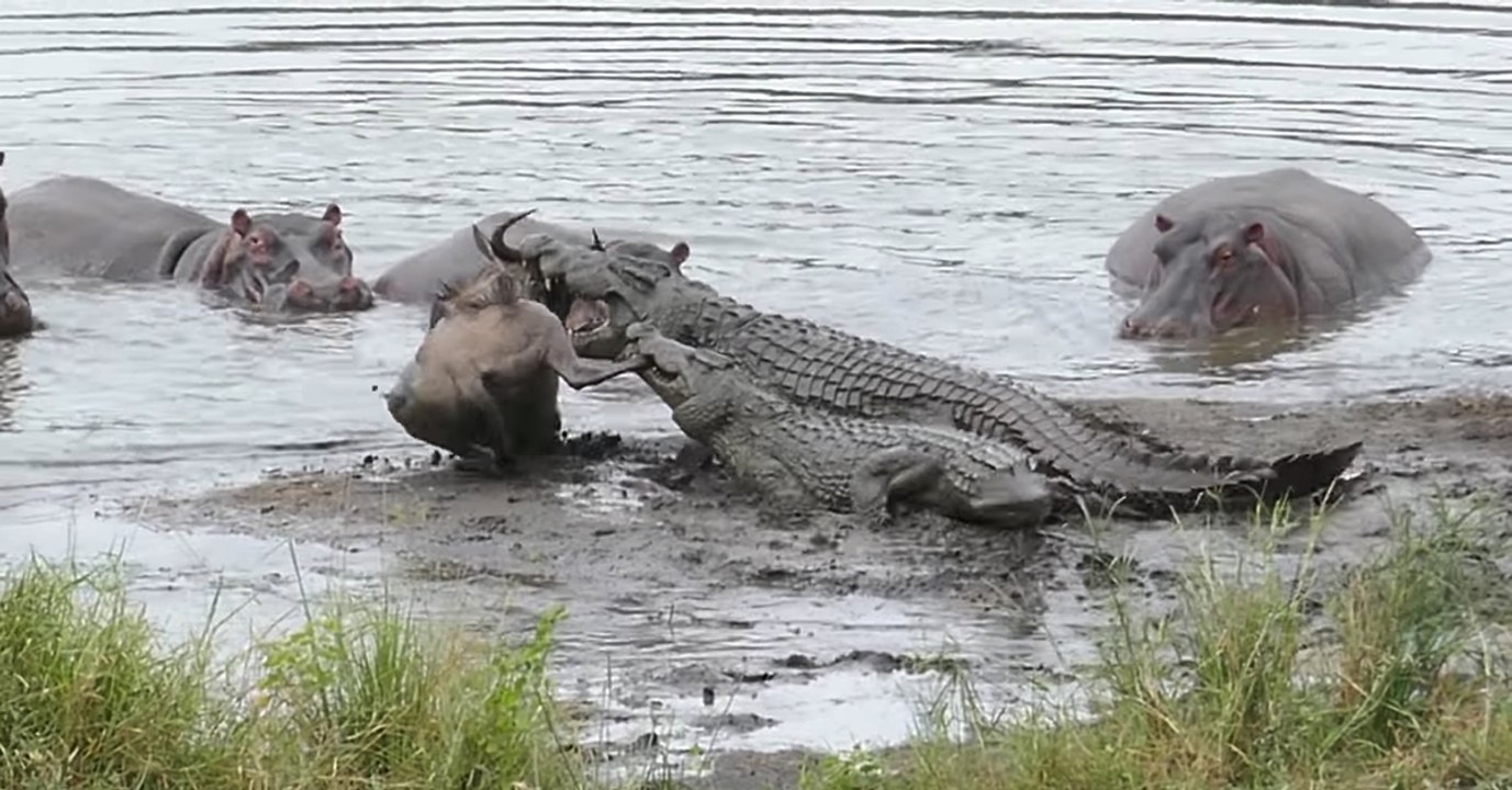 Quand des hippopotames "viennent à la rescousse" d'un gnou attaqué par des crocodiles