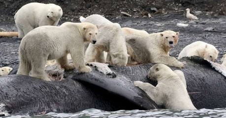 Avec le réchauffement climatique, les carcasses de baleines ne suffiront plus à nourrir les ours polaires