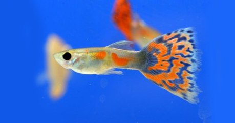 Le guppy est capable de modifier la couleur de ses yeux pour signaler son agressivité