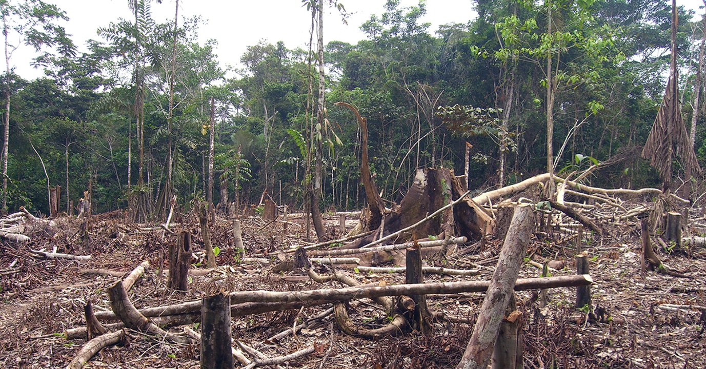 Déforestation : le Brésil a perdu l'équivalent...
