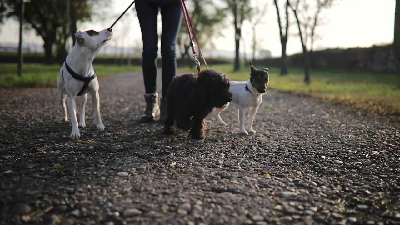 Hunde: Kot und Urin der Haustiere schädigen die Umwelt enorm