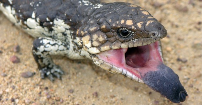La langue ultraviolette du scinque à langue bleue lui permet de repousser ses prédateurs