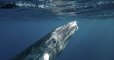 Les baleines à bosse cessent de chanter quand les navires font du bruit