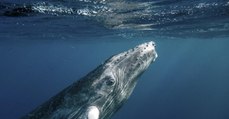 Les baleines à bosse cessent de chanter quand les navires font du bruit