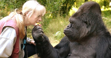 Koko, la gorille qui parlait la langue des signes, est morte à l'âge de 46 ans