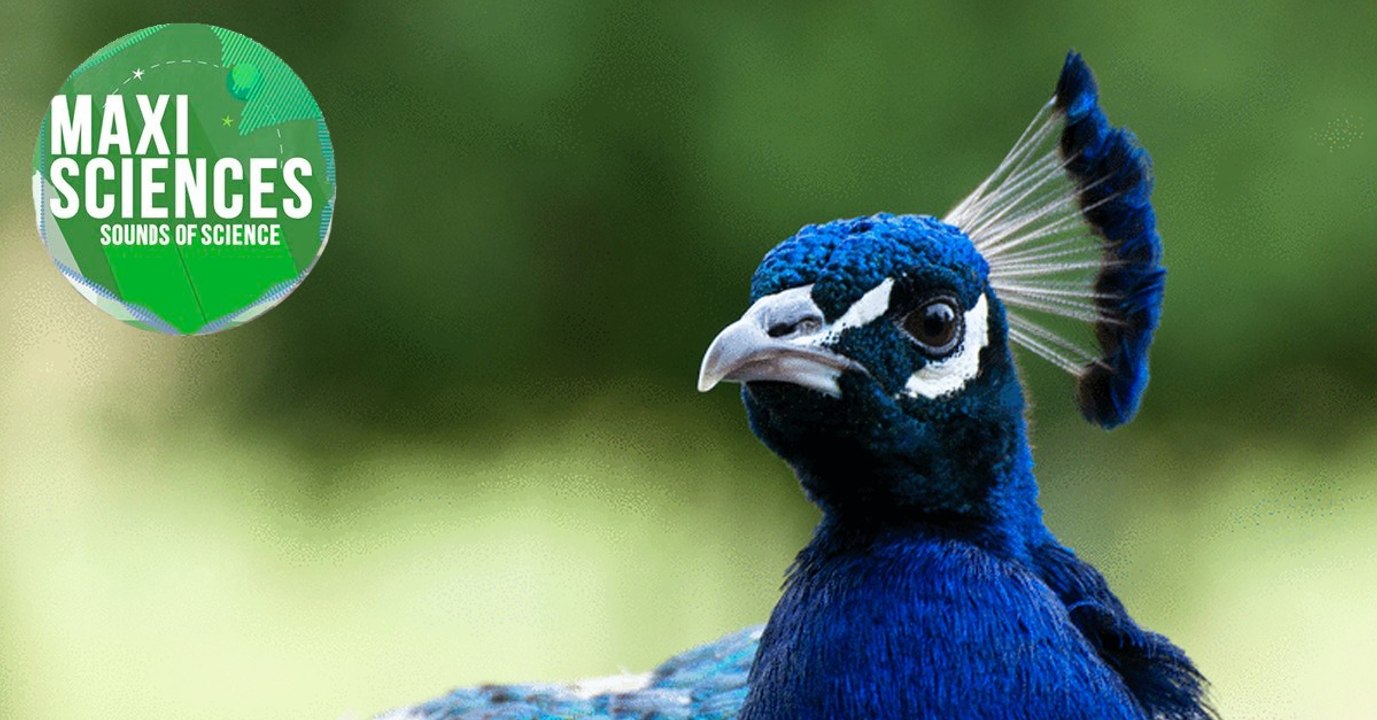 Panda géant, trou noir et bactérie, les 8 actus sciences que vous devez connaître ce 24 juin