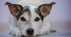 Les chiens sont capables de mentir aux humains pour obtenir ce qu'ils veulent