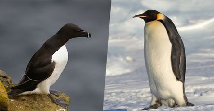 Manchot, pingouin... quelles différences ?