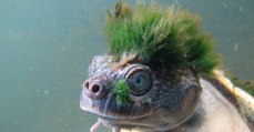 La tortue au look punk Elusor Macrurus est désormais menacée d'extinction