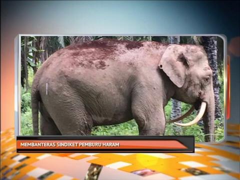 Agenda AWANI: Membanteras sindiket pemburu haram