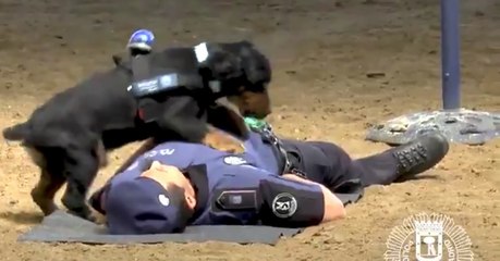 Quand un chien réalise "un massage cardiaque" sur un policier