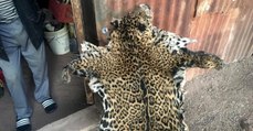 Jaguar : l'un des derniers spécimens sauvages vivant aux Etats-Unis aurait été abattu