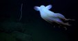 Les images rares d'une pieuvre Dumbo filmées dans les profondeurs au larges de la Californie