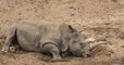 Rhinocéros blanc : des embryons in vitro, dernier espoir d’une sous-espèce quasi éteinte ?