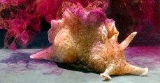 Des chercheurs seraient parvenus à transférer la mémoire d'un escargot de mer dans le corps d'un autre