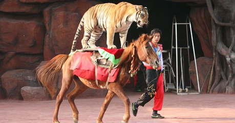 En Chine, les cirques ne renoncent pas aux animaux sauvages malgré les scandales