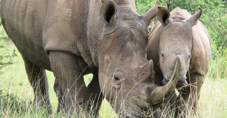 Le Kenya envisage la peine de mort pour lutter contre le braconnage