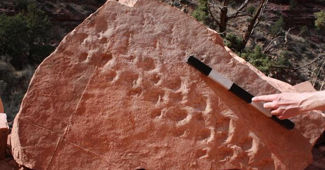 Le Grand Canyon révèle des empreintes laissées par un étrange reptile il y a 300 millions d’années