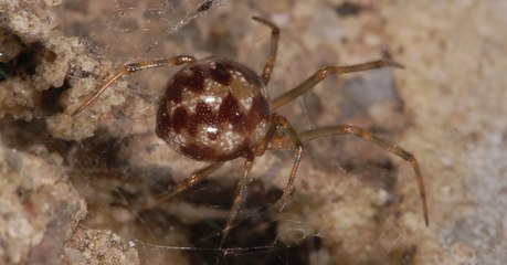 En ville, les araignées craignent de moins en moins la lumière