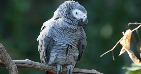 Le commerce en ligne, une menace bien réelle pour les animaux sauvages