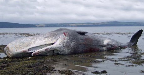 Un cachalot s'échoue en Indonésie avec 6 kg de plastique dans le ventre