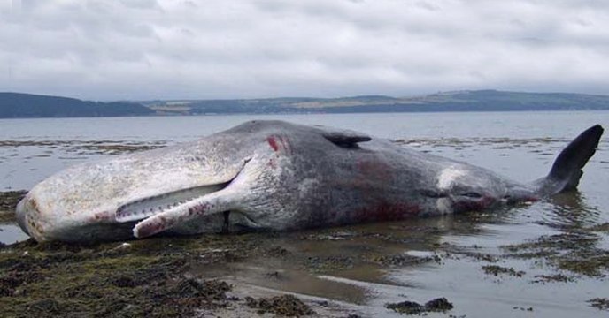 Un cachalot s'échoue en Indonésie avec 6 kg de plastique dans le ventre