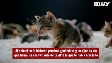 Los gatos pueden contagiarse de las nuevas variantes de COVID-19