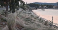 Une gigantesque toile d’araignée envahit une plage en Grèce