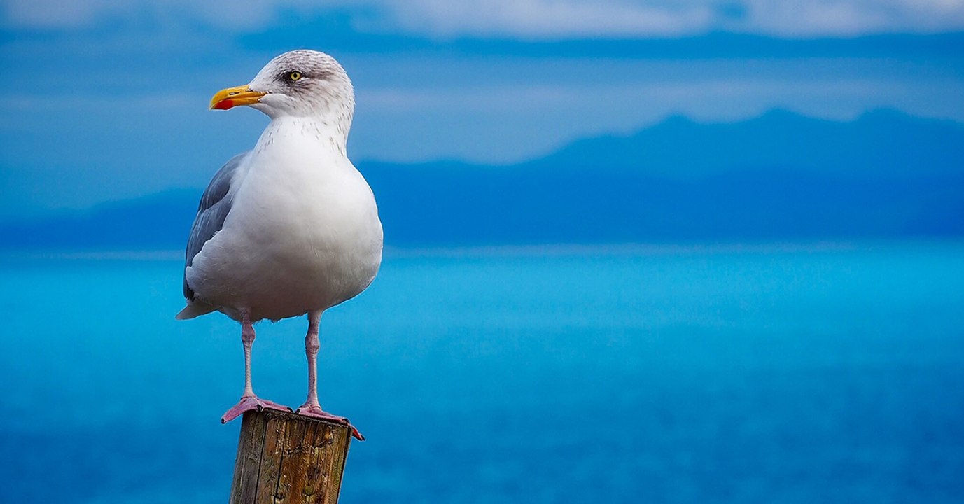 En concurrence avec la pêche industrielle, les oiseaux marins sont affamés