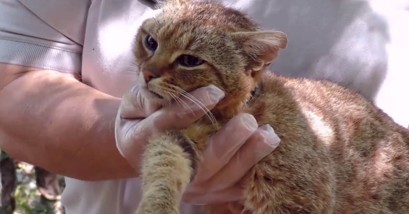 "Chat-renard" : Une nouvelle espèce de chat sauvage découverte en Corse