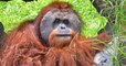 Les orangs-outans sont les seuls primates non humains à parler du passé