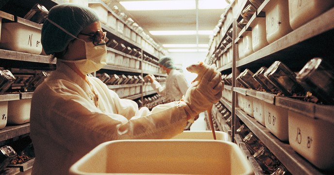 Des chercheurs ont réussi à contrôler le cerveau d'un rat par la pensée