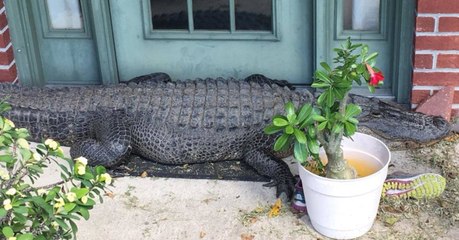 Quand des Américains découvrent un énorme alligator en pleine sieste devant leur porte