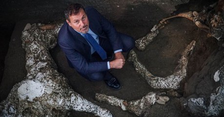 A Pompéi, des archéologues découvrent un cheval harnaché dans un spectaculaire état de conservation