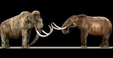 En étudiant de l'ivoire d'éléphant, des chercheurs découvrent... de l'ADN de mammouth