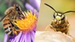 Pourquoi aimons-nous les abeilles et détestons les guêpes ? Et pourquoi nous avons tort
