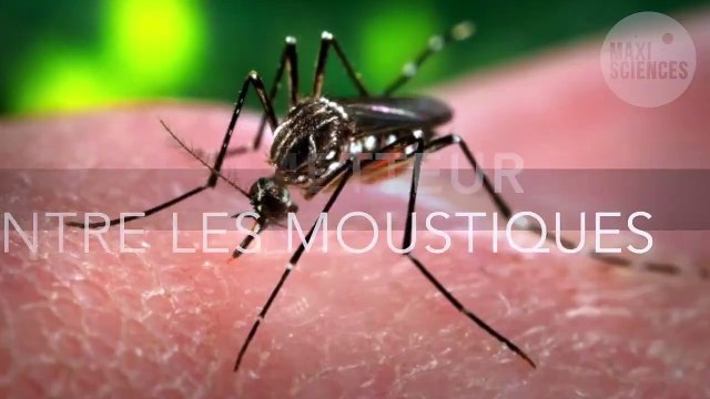 Dengue : un essai de lutte contre les moustiques montre des résultats prometteurs en Australie