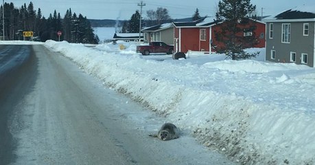 Au Canada, un village se retrouve envahi par des phoques après un événement inattendu
