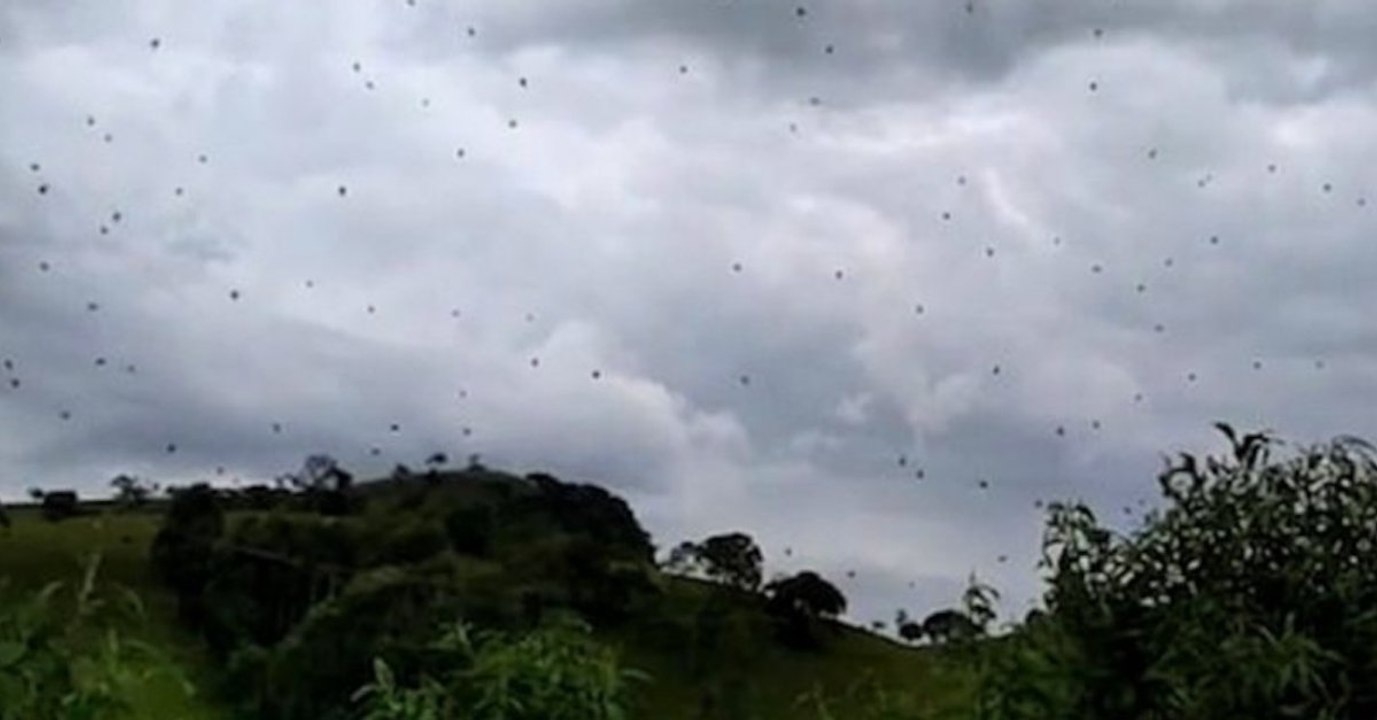 Insolite : une spectaculaire "pluie d'araignées" filmée au Brésil