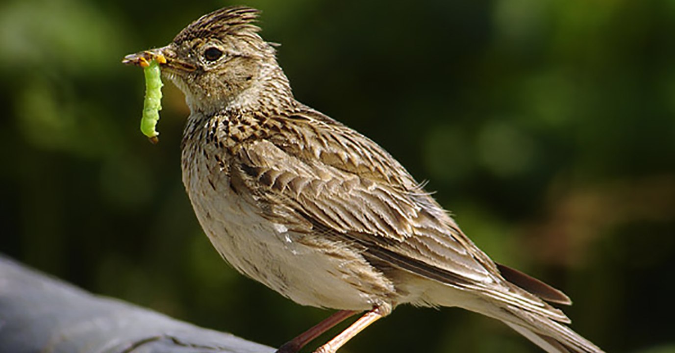 Allain Bougrain-Dubourg : "On considère qu'il y a une espèce d'oiseau sur huit qui disparait actuellement"