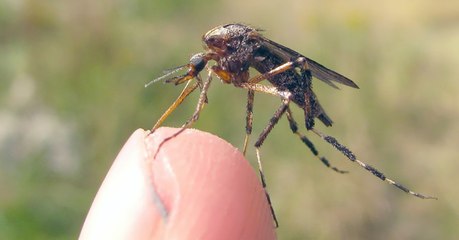 Une invasion de moustiques géants frappe la Caroline du Nord après le passage de l'ouragan Florence